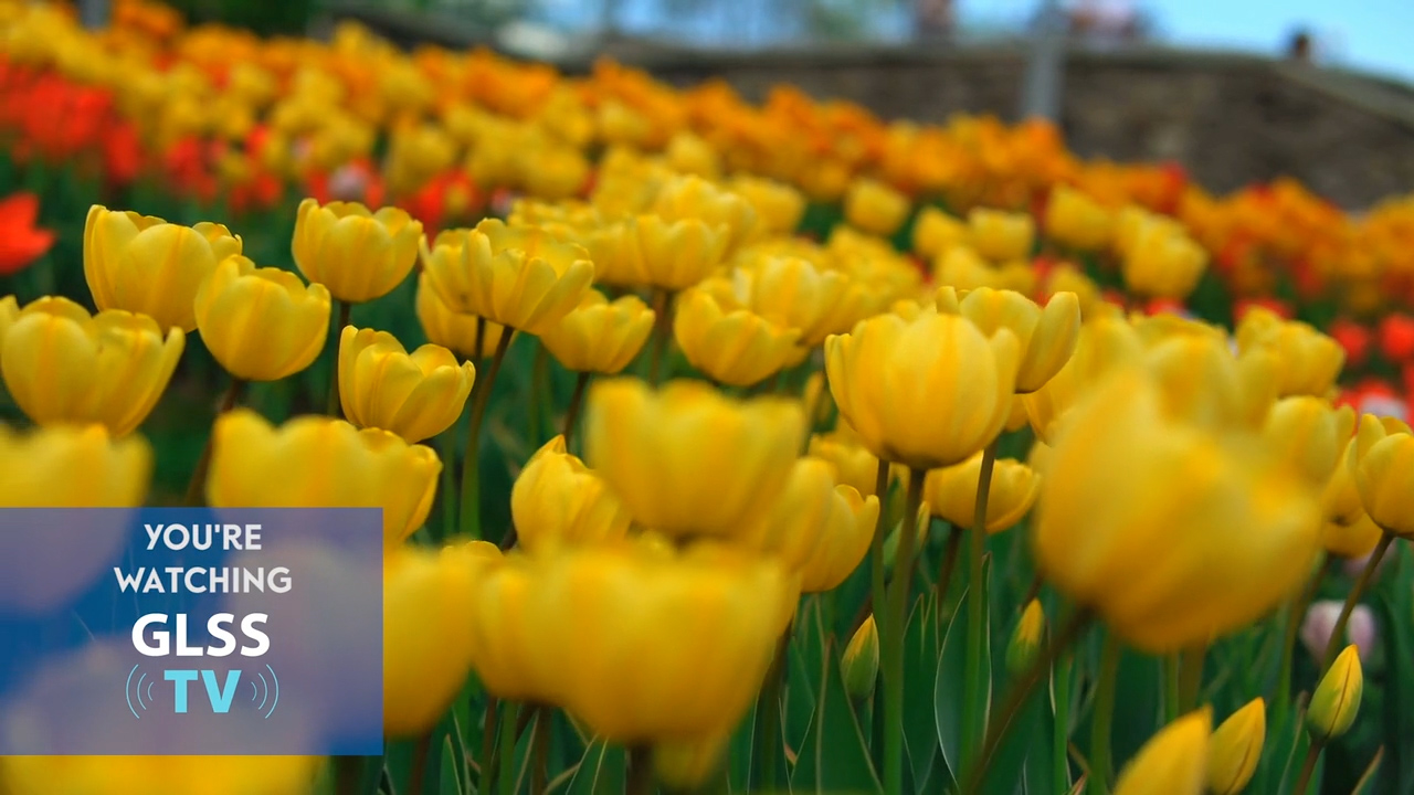 Field of yellow and red tulips