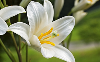 White lily